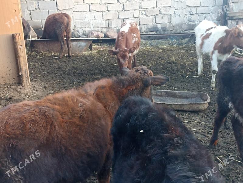 öküzçe tüwe öküz göle - Ашхабад - img 2