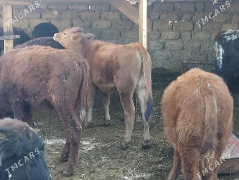 öküzçe tüwe öküz göle - Ашхабад - img 9