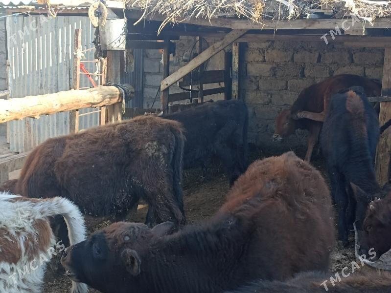 öküzçe tüwe öküz göle - Ашхабад - img 8