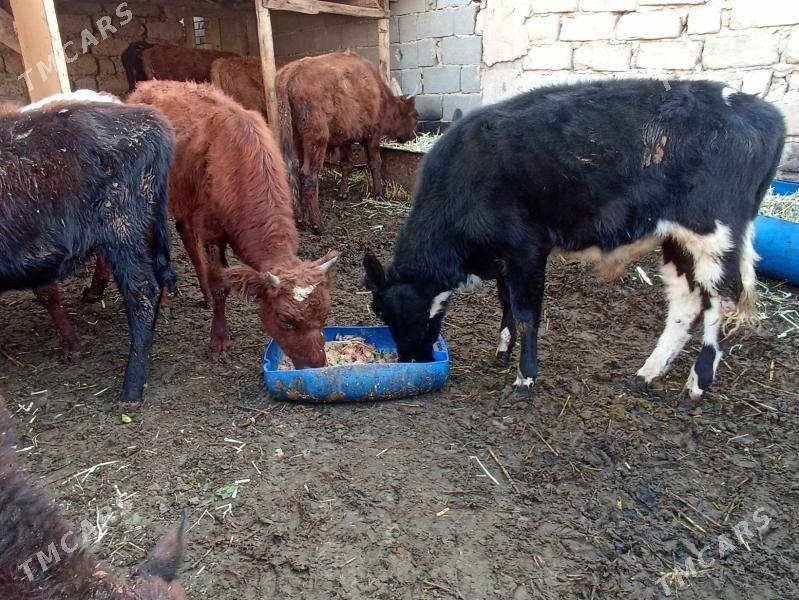 öküzçe tüwe öküz göle - Ашхабад - img 5