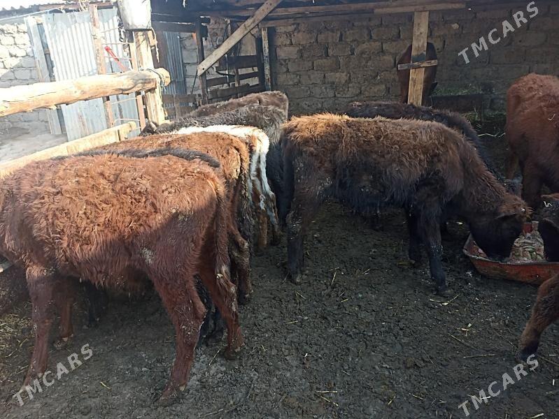 öküzçe tüwe öküz göle - Ашхабад - img 7