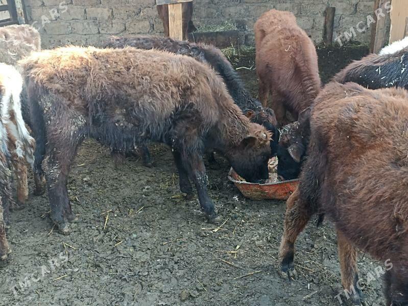 öküzçe tüwe öküz göle - Ашхабад - img 6