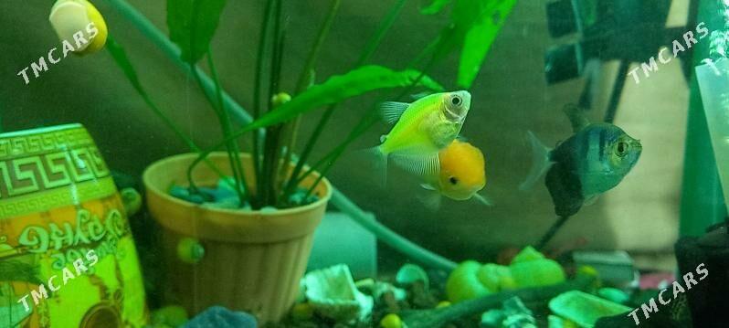 Balyk,ternesiya - Ашхабад - img 2