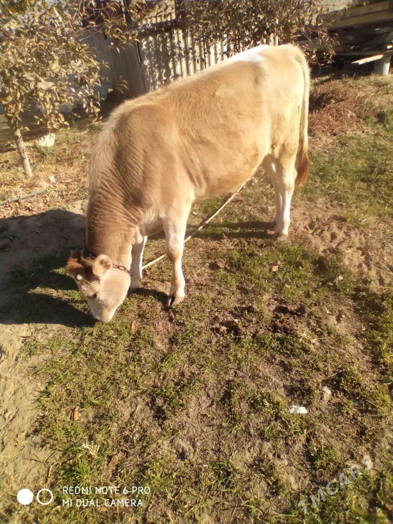 tuwe - Гёкдепе - img 2