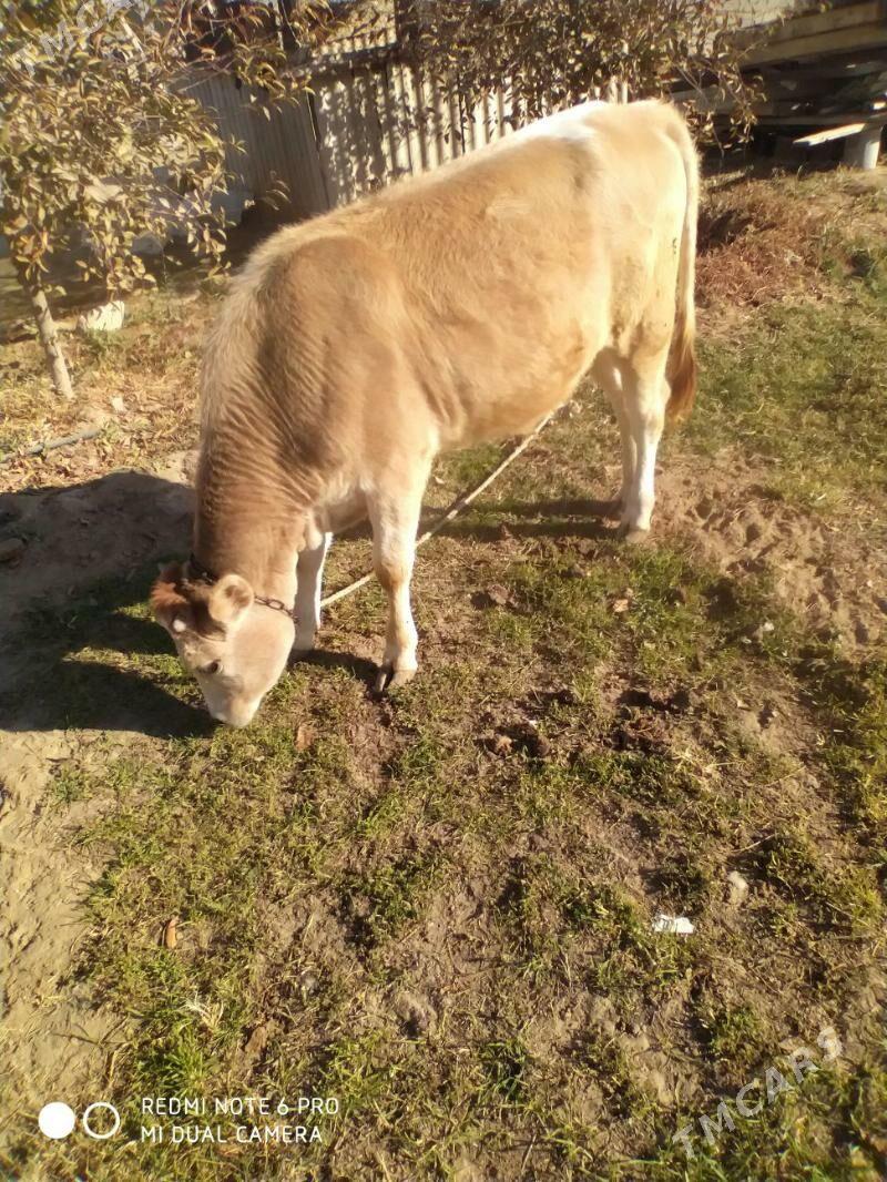 tuwe - Gökdepe - img 1