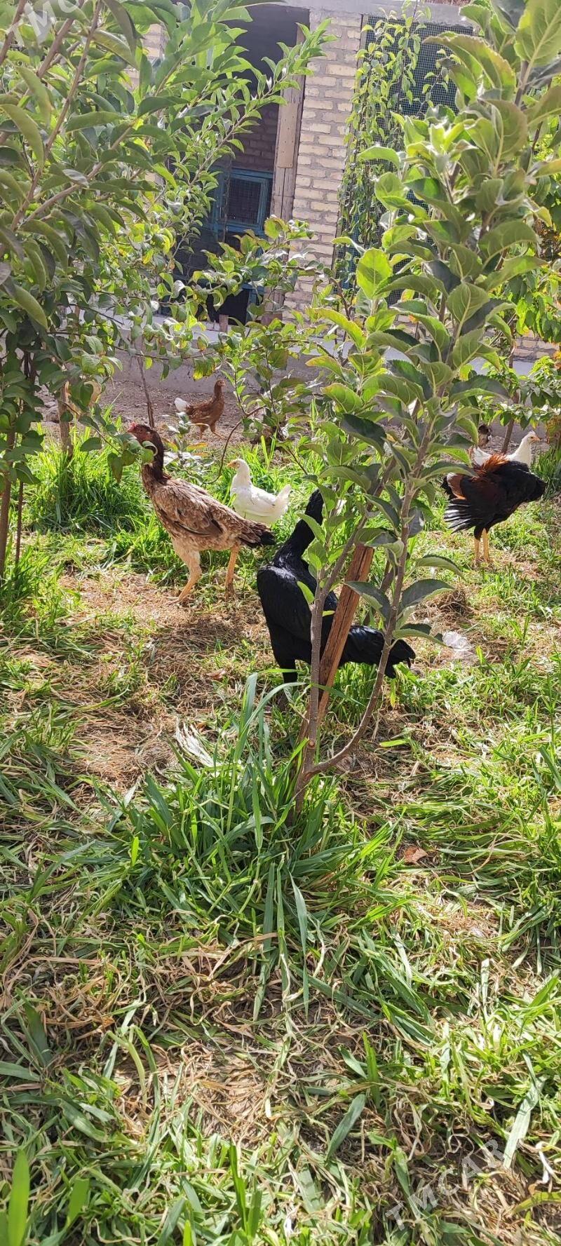 horaz - Туркменабат - img 4