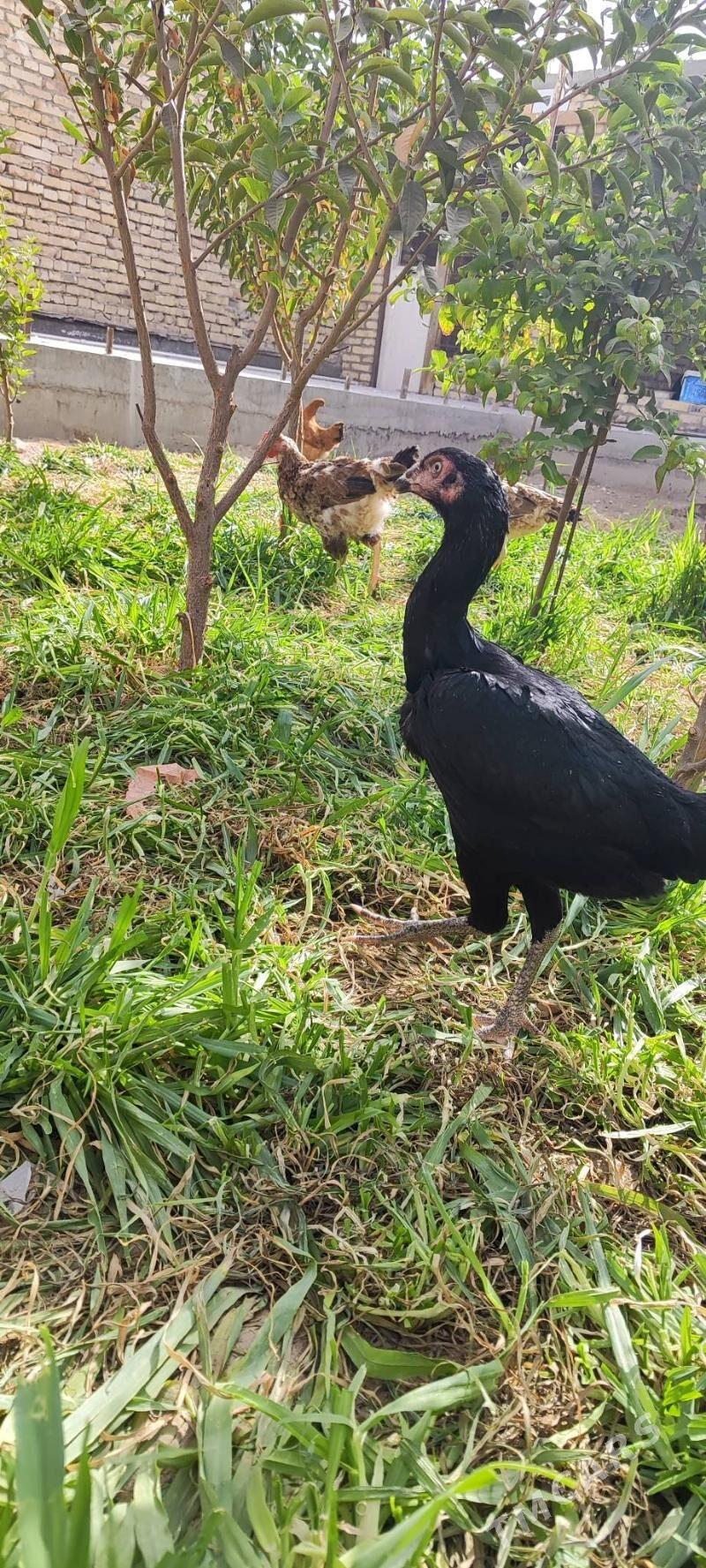 horaz - Туркменабат - img 2