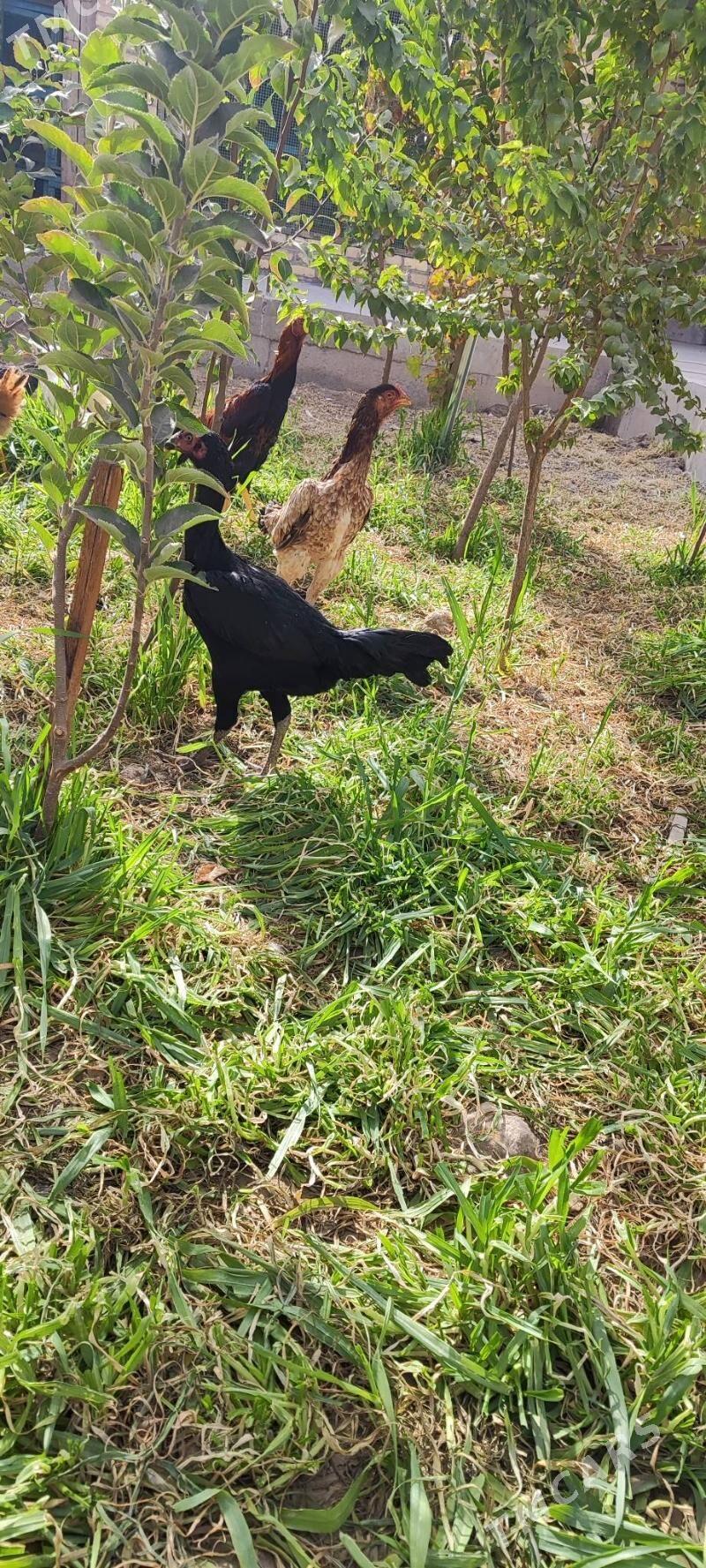 horaz - Туркменабат - img 3