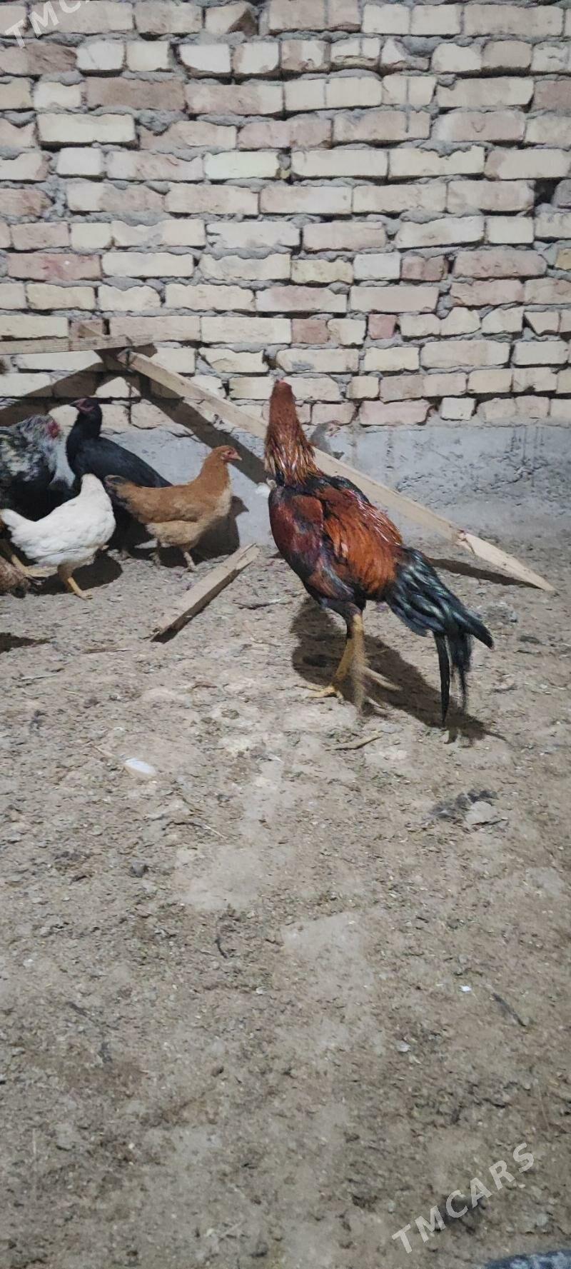 horaz - Туркменабат - img 1