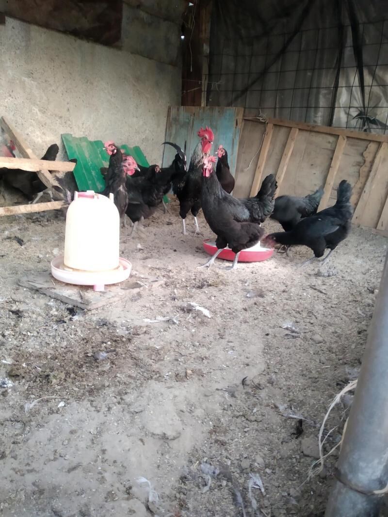 хораз вепарода жуйже чыкарярыс - Багир - img 8