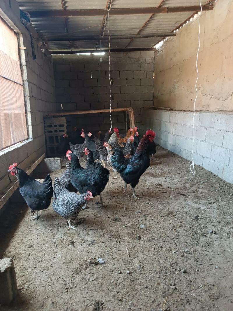 хораз вепарода жуйже чыкарярыс - Багир - img 9