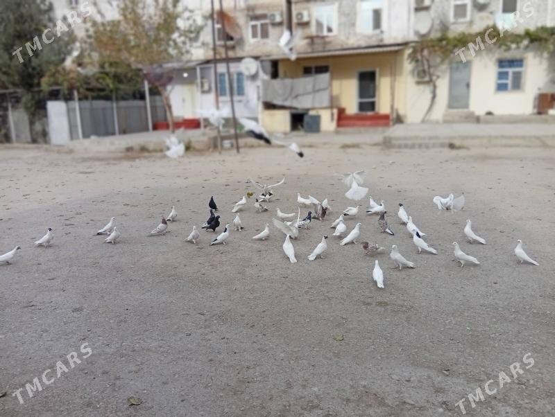 kepderi - Балканабат - img 2