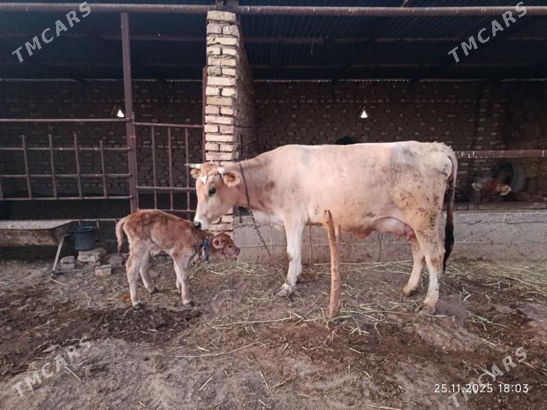 Goleli sygyr - Babadaýhan - img 1