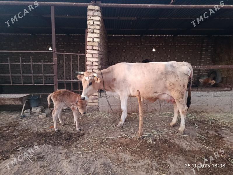 Goleli sygyr - Babadaýhan - img 2