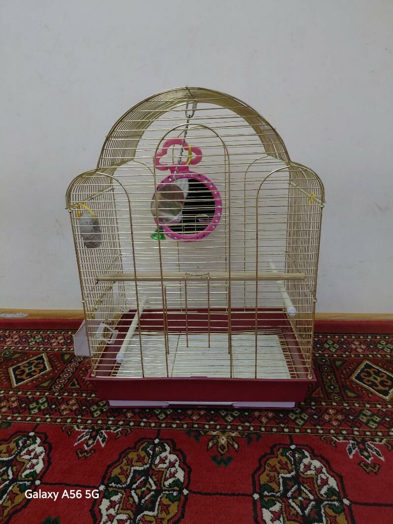 papugay kletka setka - Aşgabat - img 1