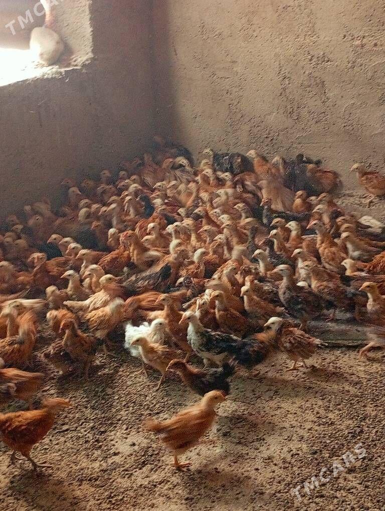 juje - Кака - img 3