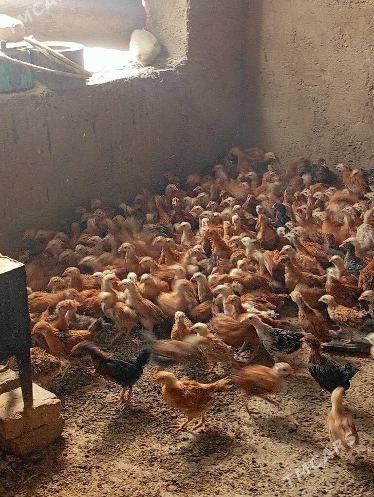 juje - Кака - img 5