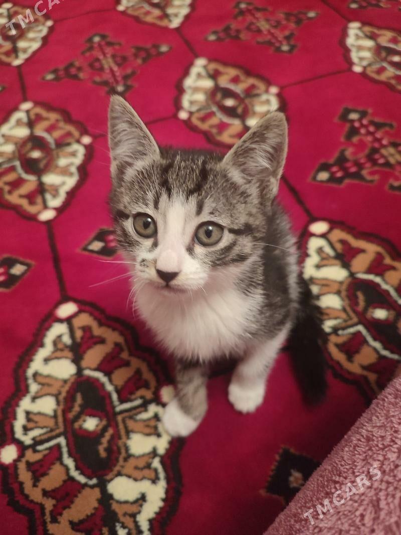 pişik - Дашогуз - img 2