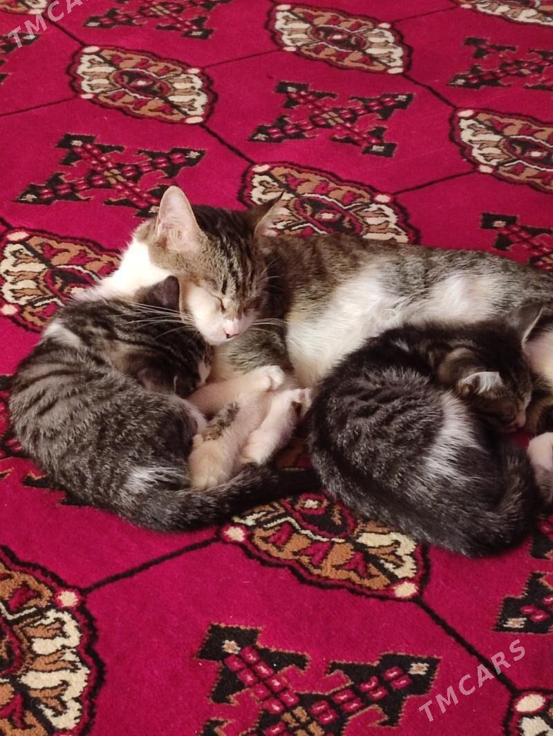 pişik - Дашогуз - img 3