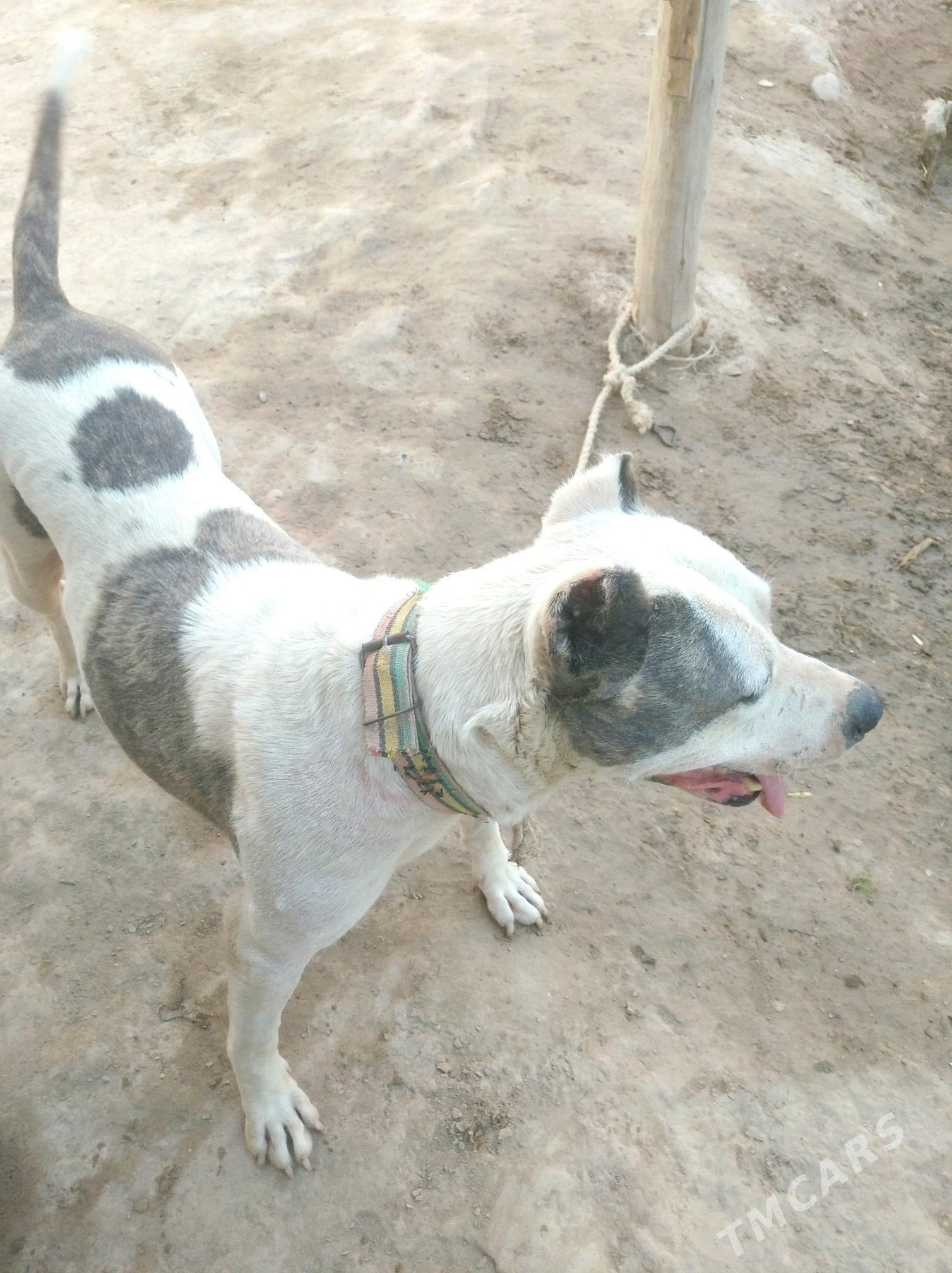 pidbul - Дашогуз - img 3