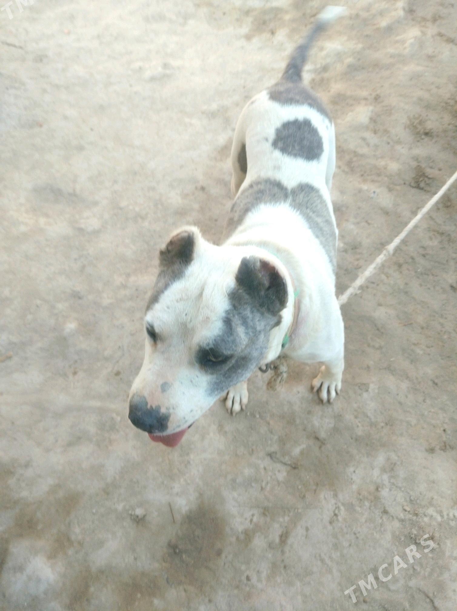 pidbul - Дашогуз - img 2