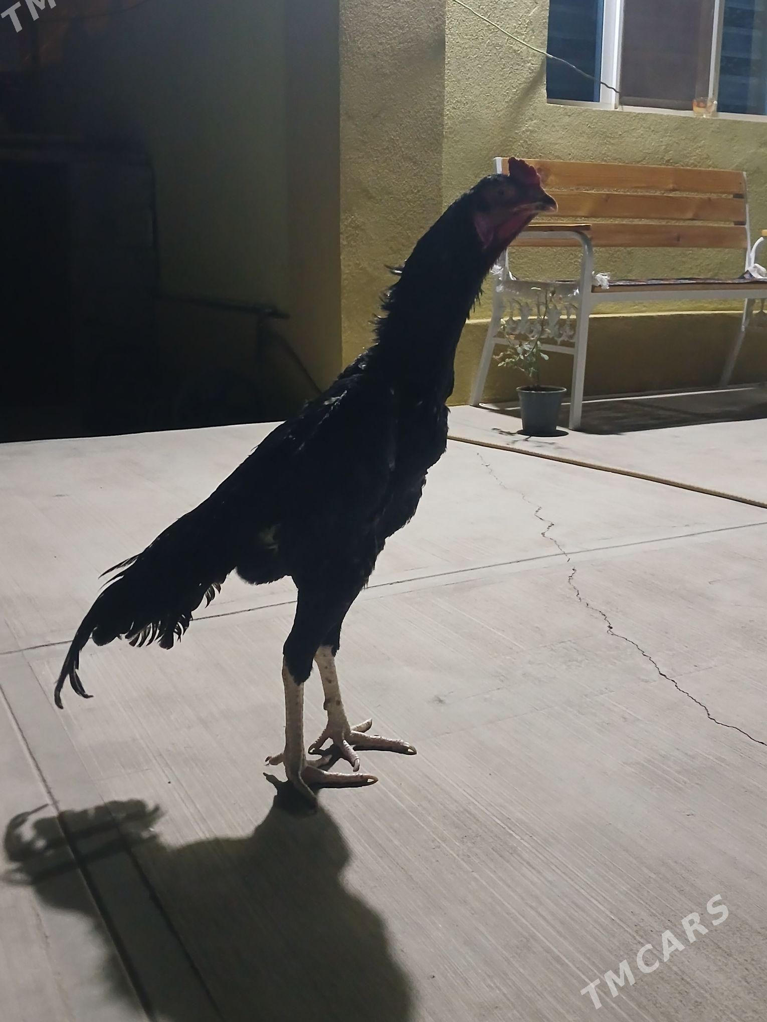 taşkent - Бузмеин - img 2