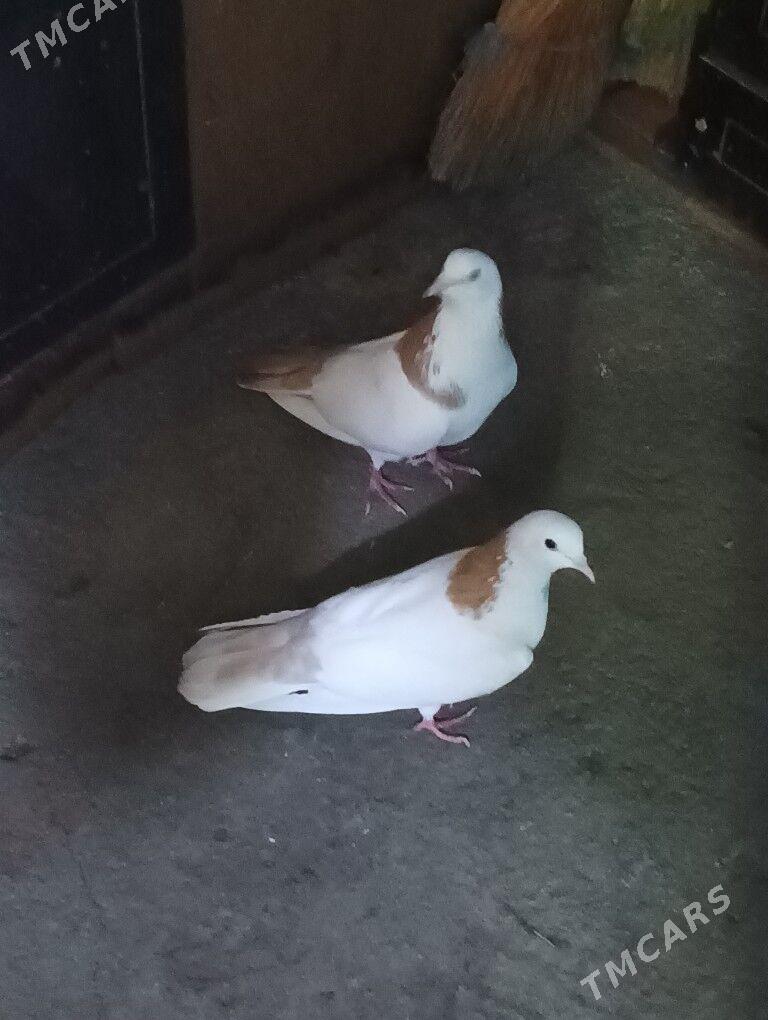 Сары шейка - 11 мкр - img 2