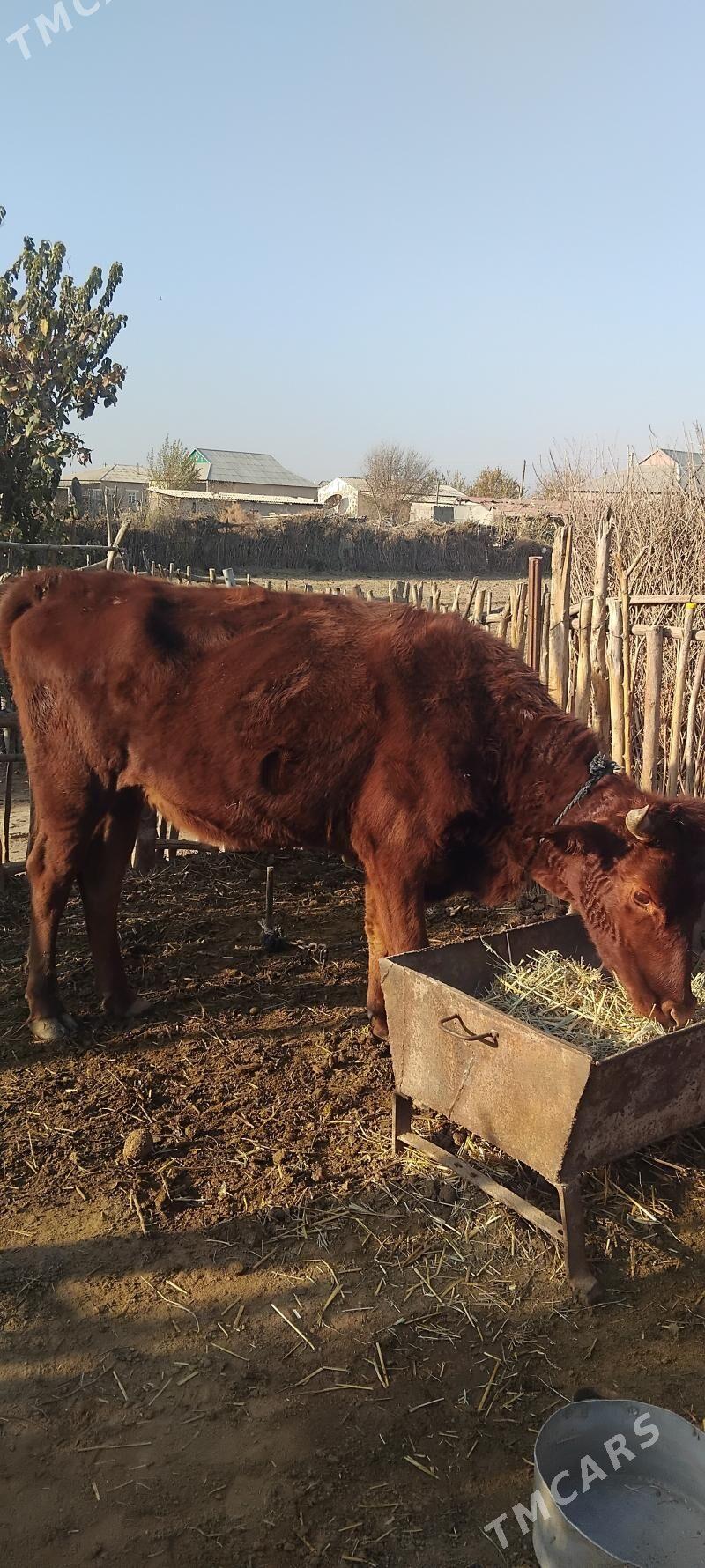 tuwe - Бабадайхан - img 2