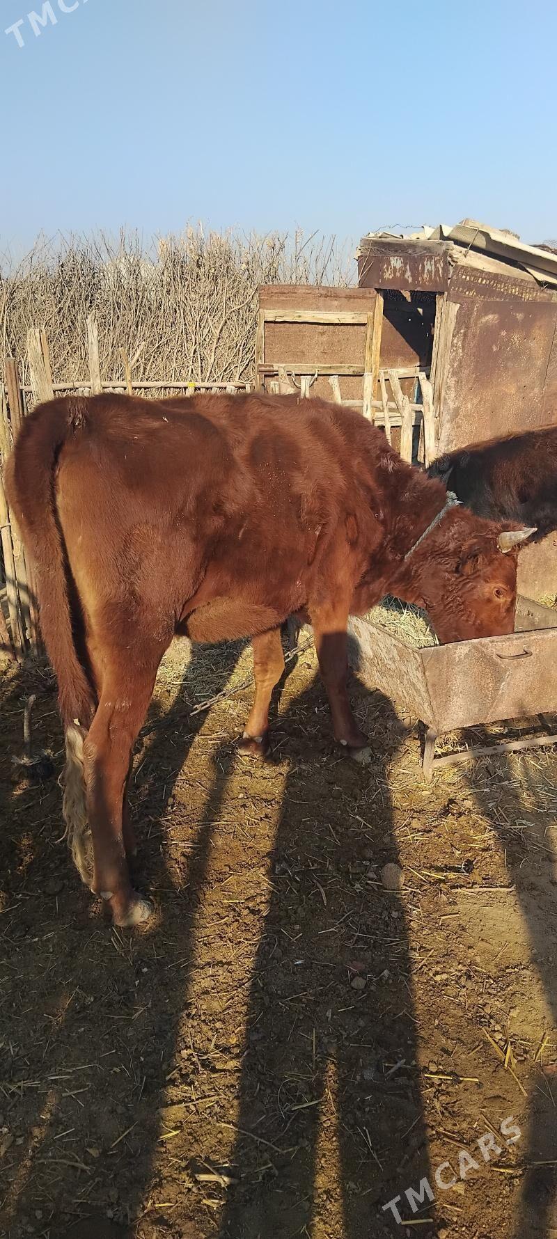 tuwe - Бабадайхан - img 1