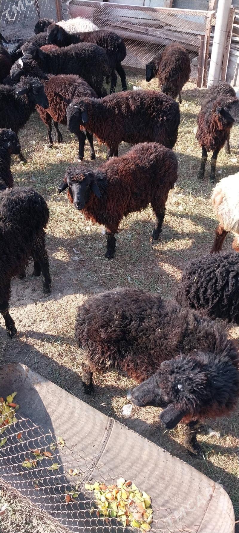 Garaköl tokli - Büzmeýin - img 2