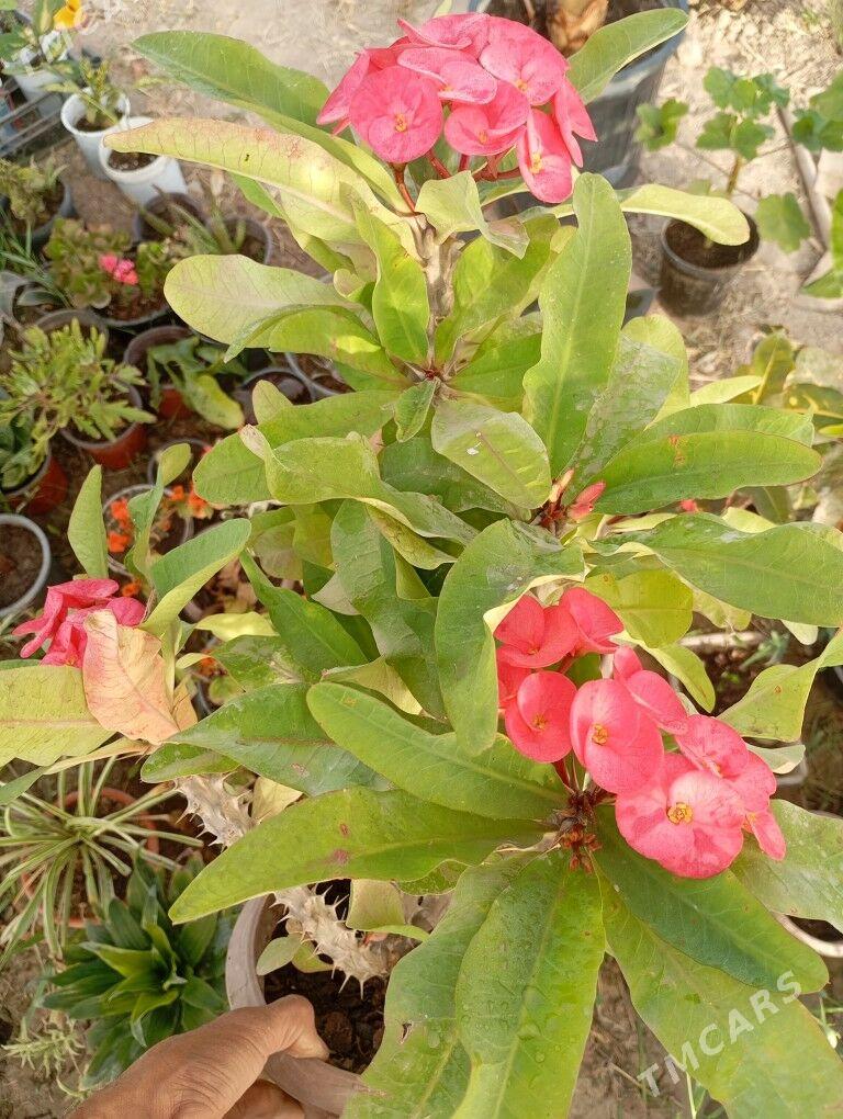 otag gülleri - Мургап - img 3