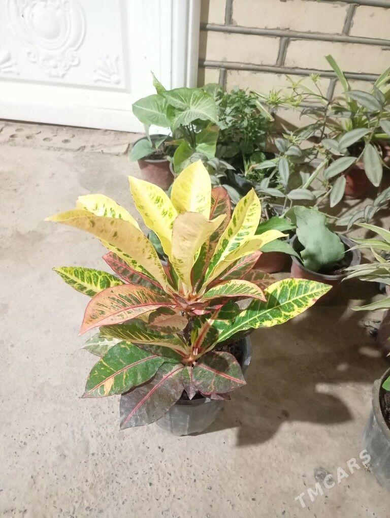 otag gülleri - Мургап - img 9