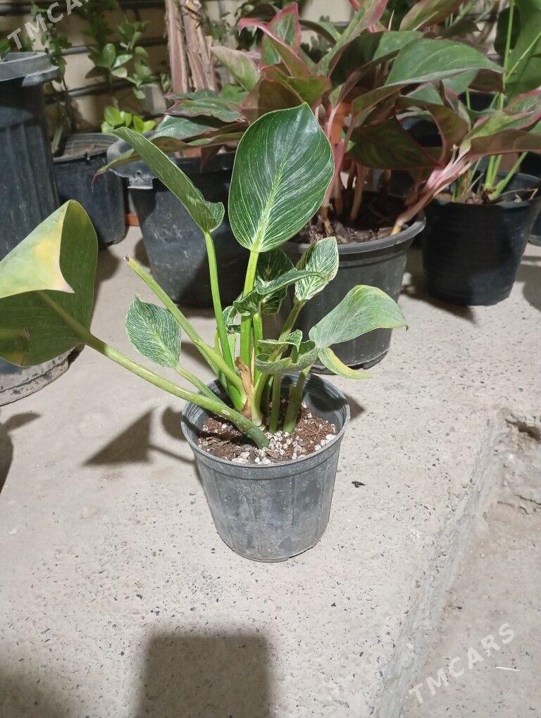 otag gülleri - Мургап - img 5