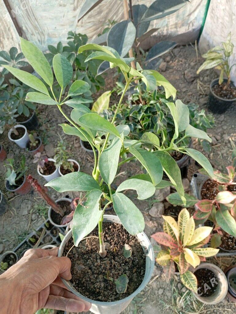 otag gülleri - Мургап - img 4