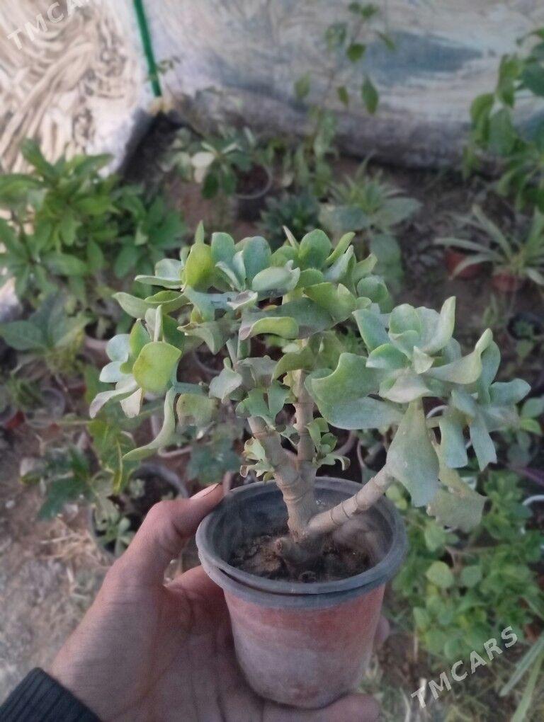 otag gülleri - Мургап - img 7