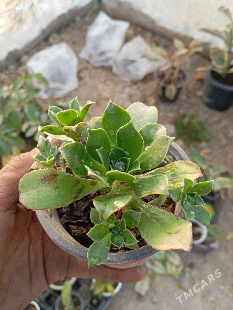 otag gülleri - Murgap - img 1