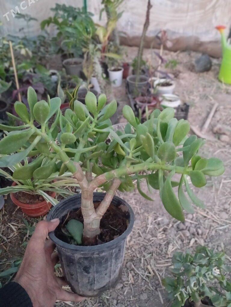 otag gülleri - Мургап - img 6