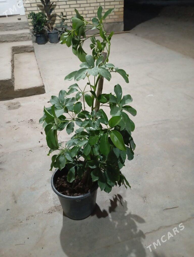 otag gülleri - Мургап - img 10