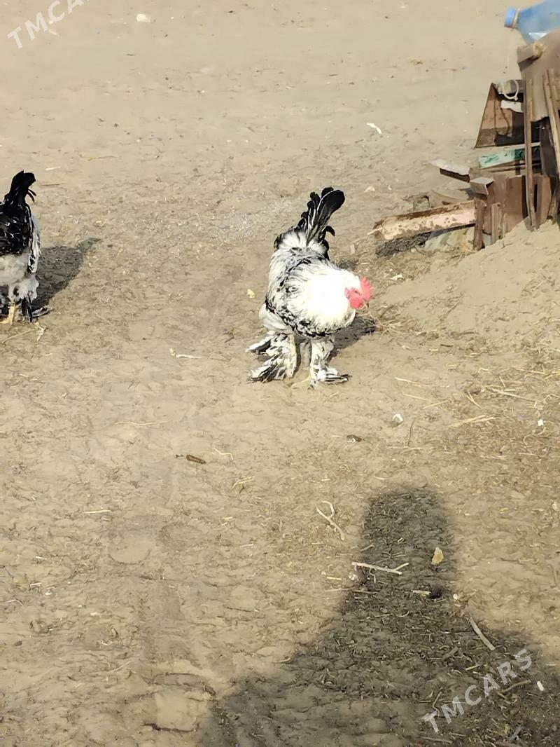 horaz - Тязе заман - img 1