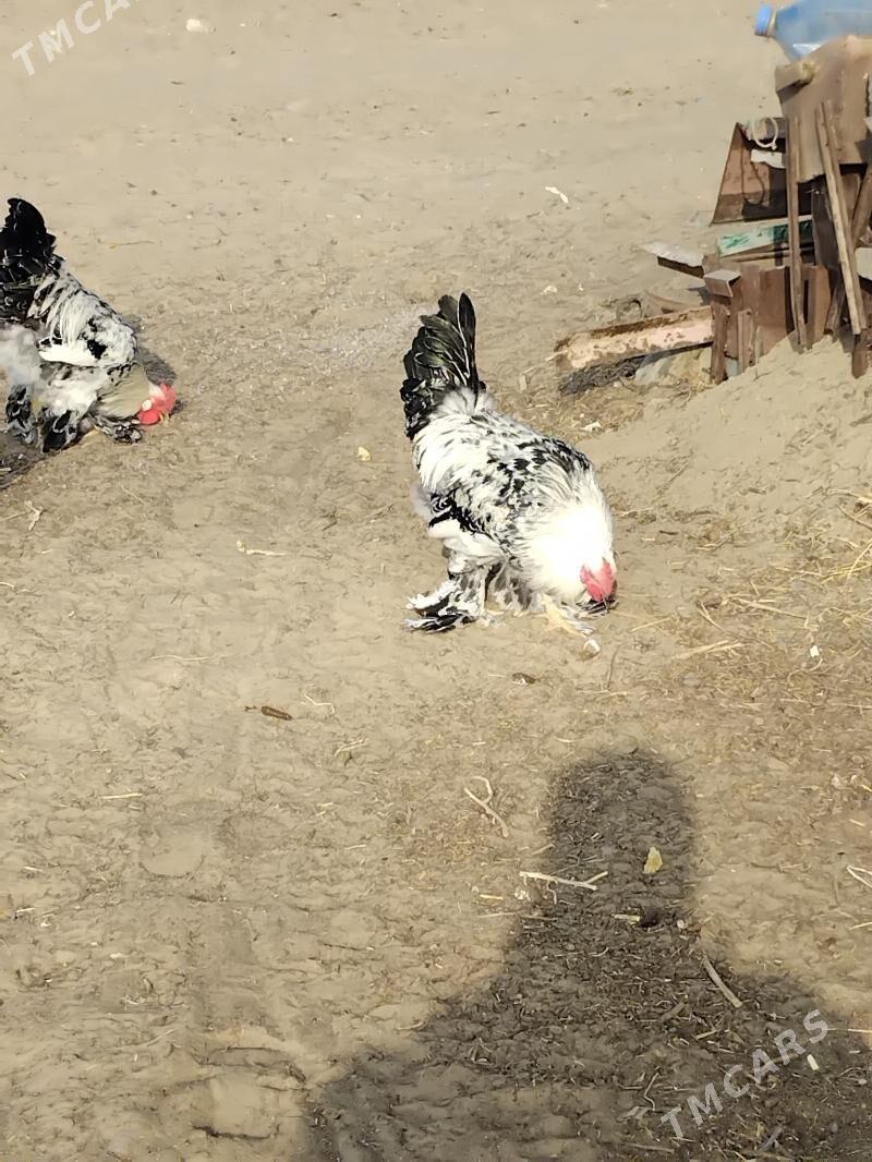 horaz - Тязе заман - img 2