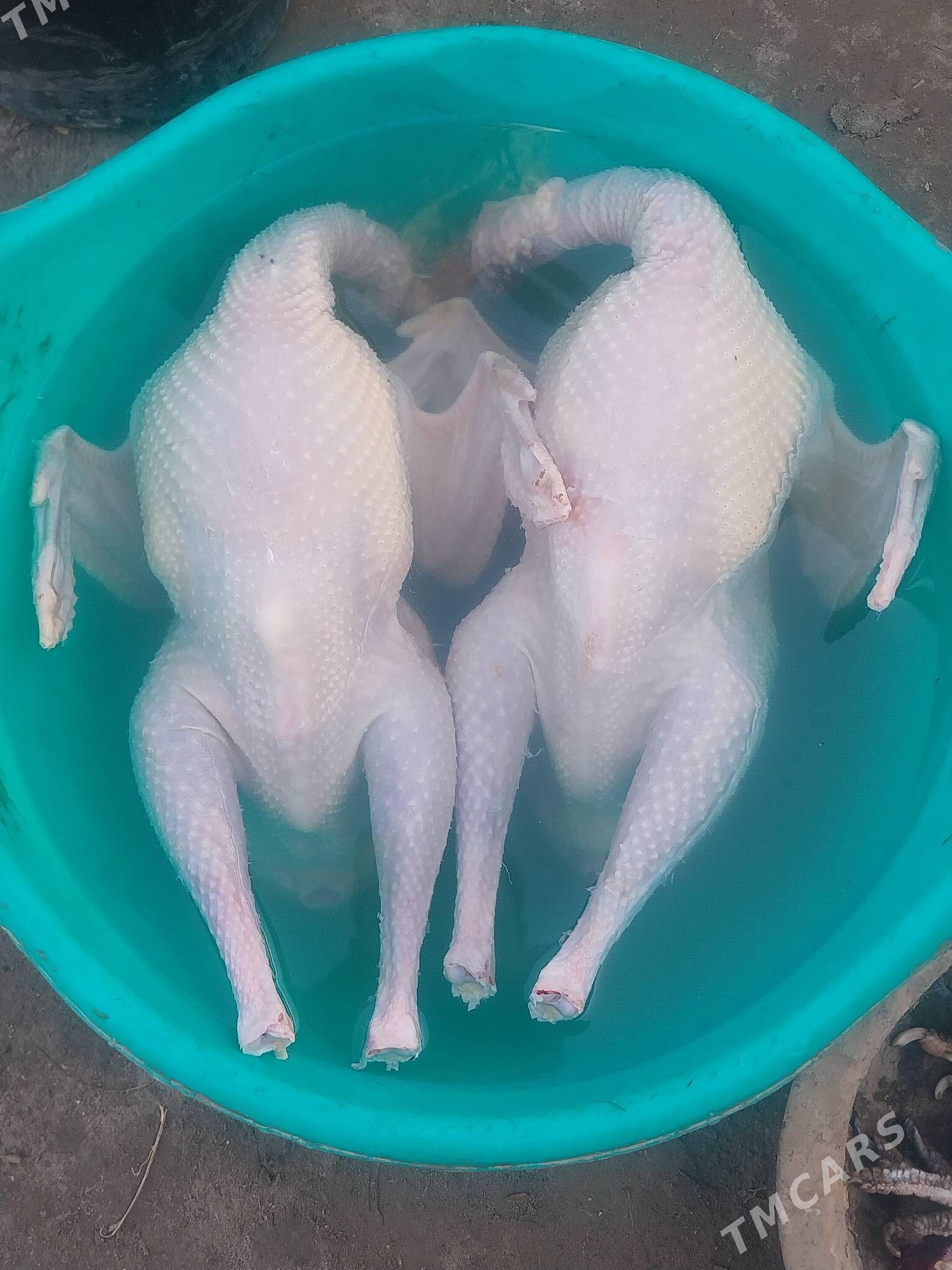 GUS ONUMLERI. - Мургап - img 8