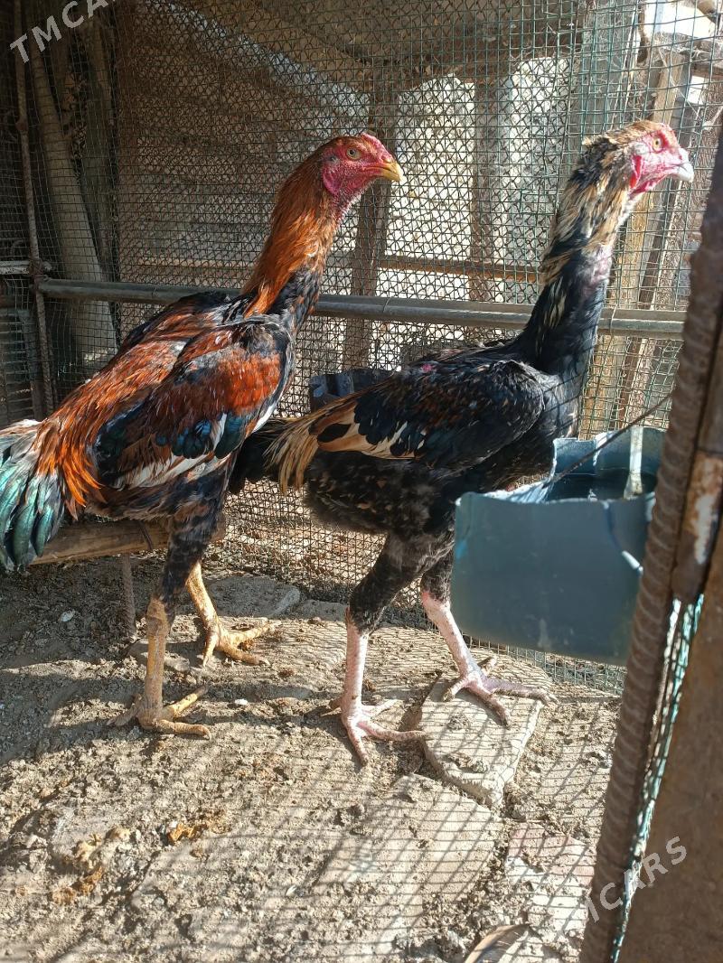 Басов ики биле - Туркменабат - img 4