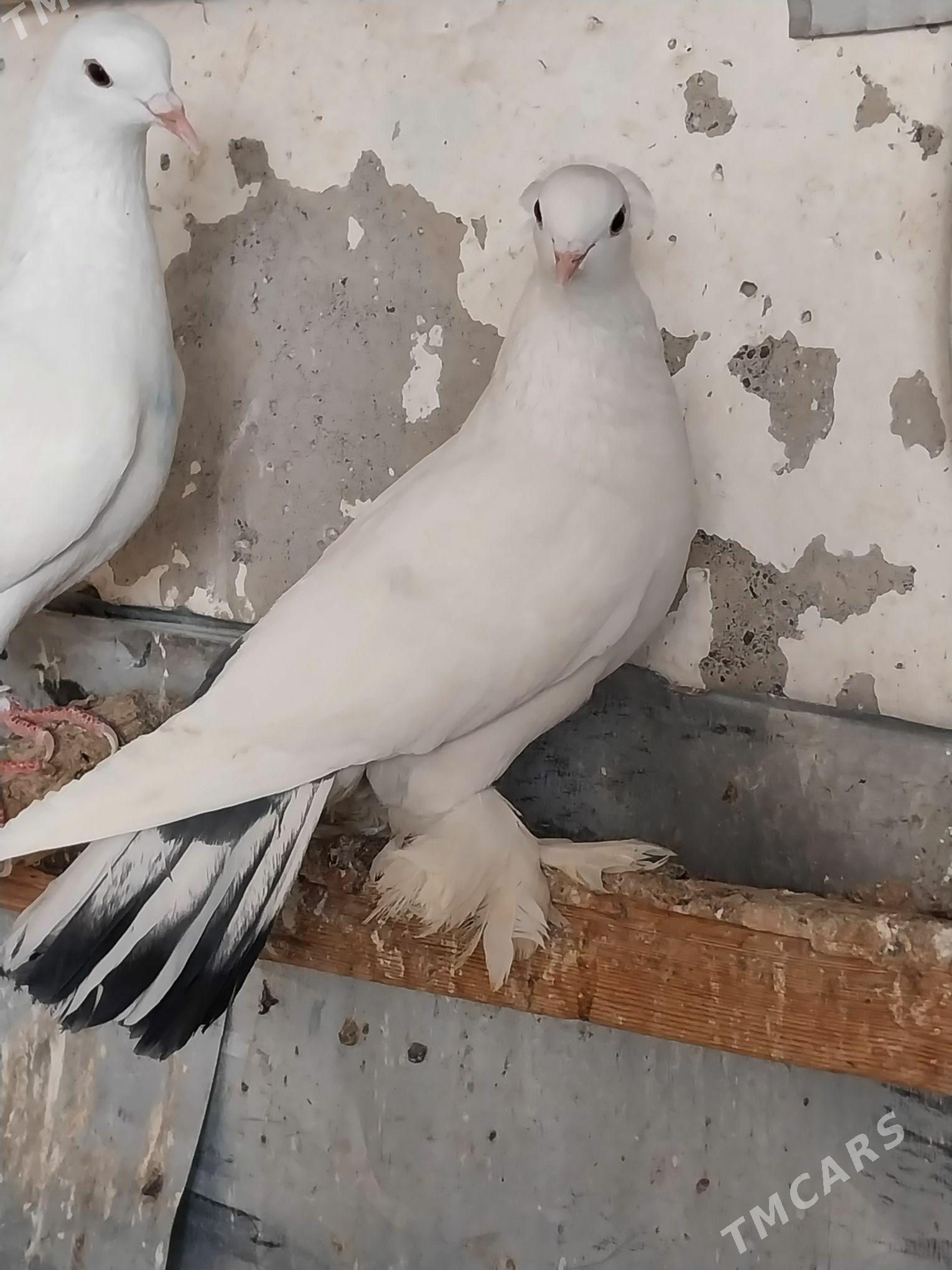 KEPDERI. - Мургап - img 4