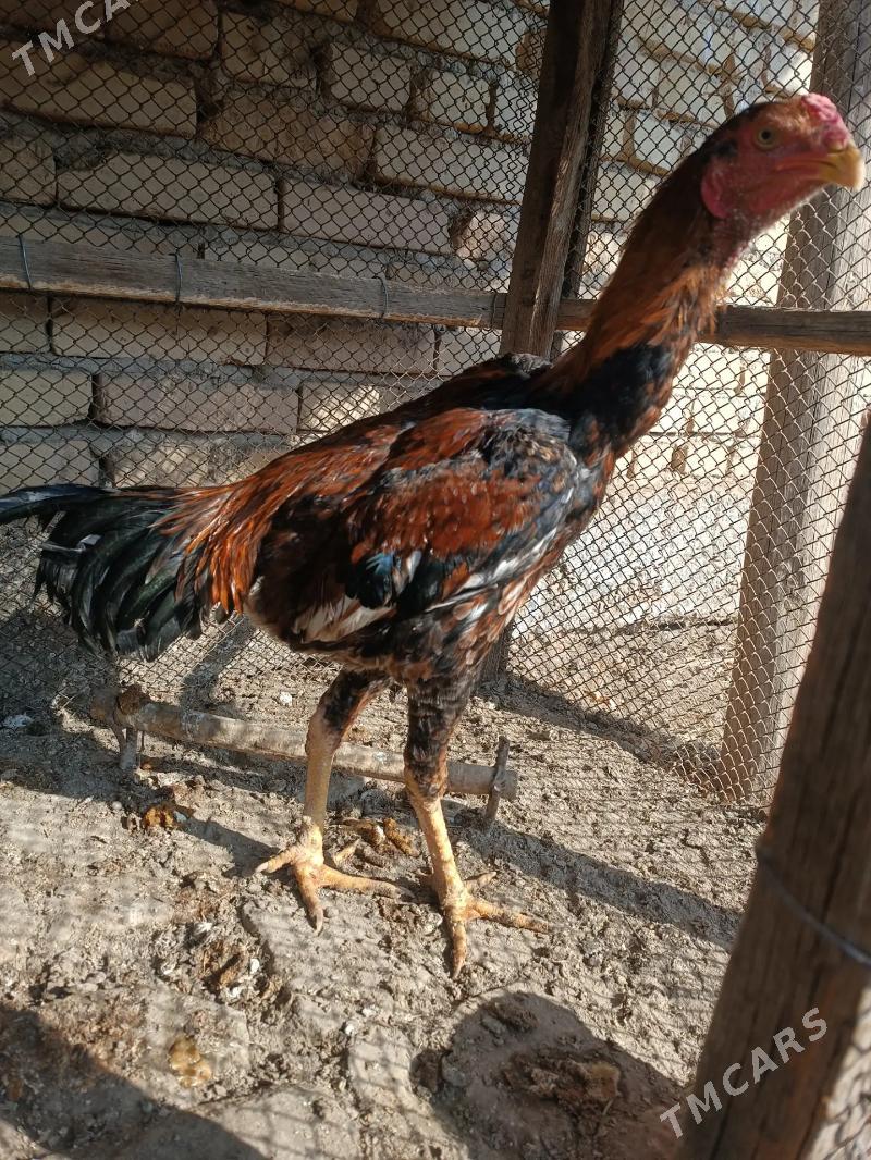 Басов ики биле - Туркменабат - img 3