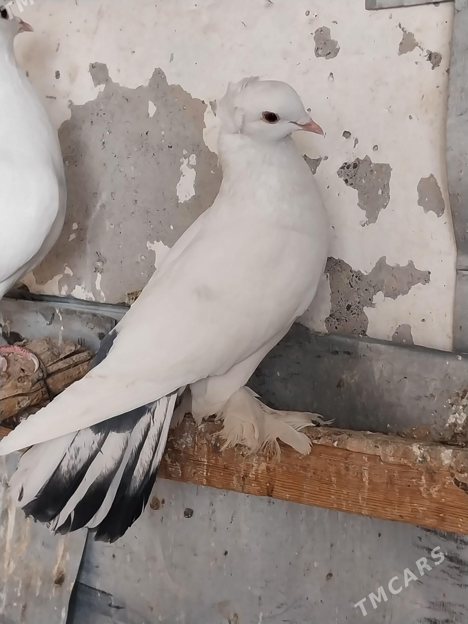 KEPDERI. - Мургап - img 1