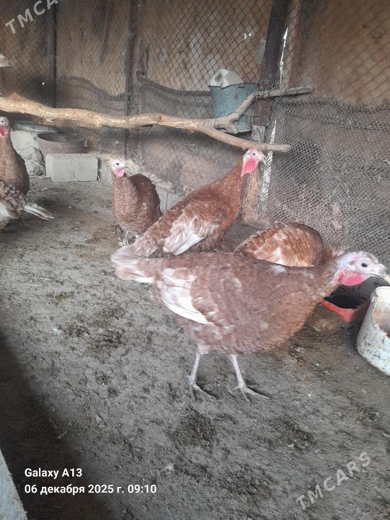 Induk.  Yumurtga. - Гёкдепе - img 4