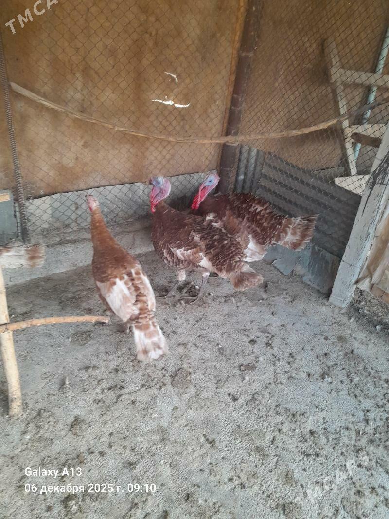 Induk.  Yumurtga. - Гёкдепе - img 3