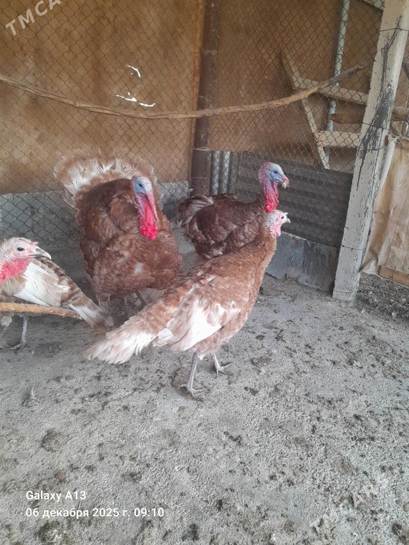 Induk.  Yumurtga. - Гёкдепе - img 2