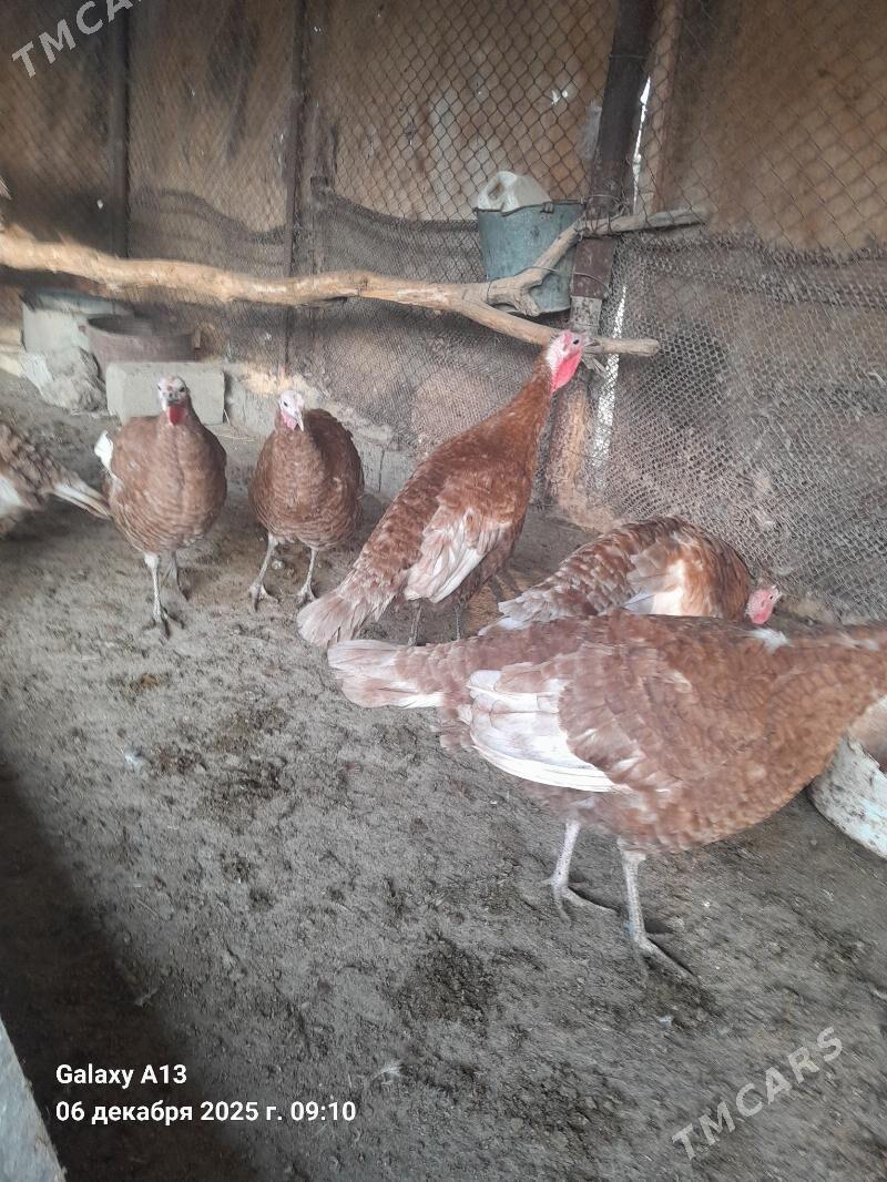 Induk.  Yumurtga. - Гёкдепе - img 5