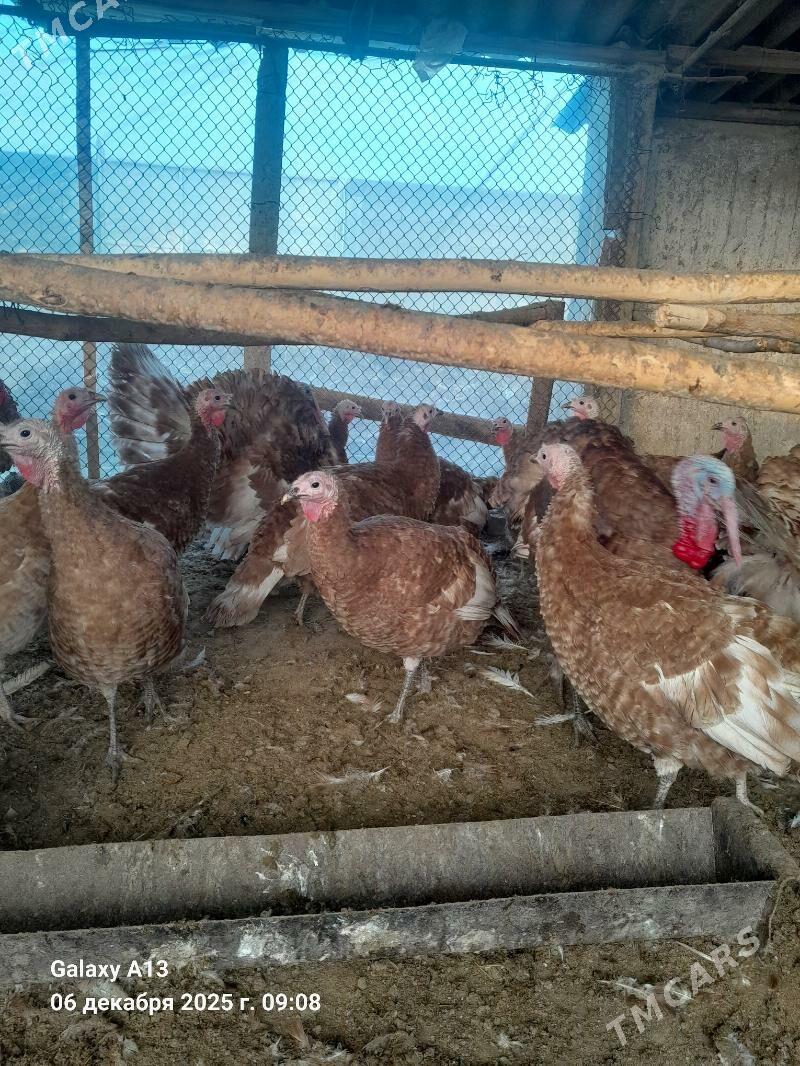 Induk.  Yumurtga. - Гёкдепе - img 6